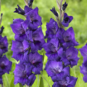 Glaïeul 'Purple flora'